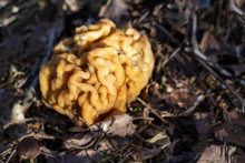 Morel Mushroom In Its Natural Habitat. A Mushroom That Looks Like A Brain