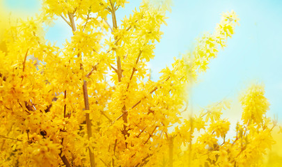 Wall Mural - Landscape with bright yellow flowers of forsythia in sunny day