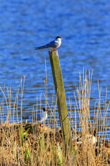 Sticker - Common Tern at a lakeshore