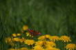kolorowy motyl na wiosennej łące