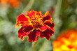 Red flower Tagetes on green background