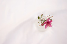 Wild Pink Flower From The Top Of Glass Vase On White Background