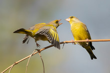 Battle Between Two European Greenfinch (Chloris Chloris). Angry Birds.	
