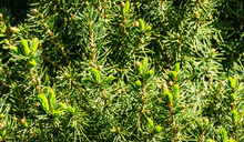 Canadian Spruce Picea Glauca Conica. Close-up Bright Green Young Short Needles On Blurred Background. Nature Concept For Design. Place For Your Text. Selective Focus