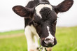 A young calf grazes in a meadow and looks at the camera. Close up.