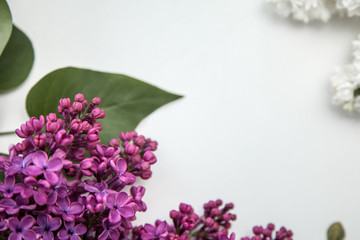  Beautiful lilac on a white background