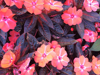 Wall Mural - red purple flower garden close up overhead view