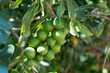 Raw of Macadamia integrifolia or Macadamia nut hanging on plant