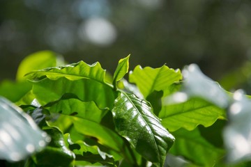 coffee plant