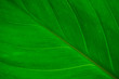 © netdrimeny - Abstract green leaf macro texture for background