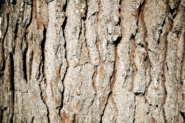 Trunk close up