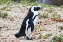 A Lone Penguin In The Grassy Sand Dunes At Boulders Beach (Boulders Bay) In The Cape Peninsula In South Africa. The Penguin Colony Is Part Of Table Mountain National Park. 
