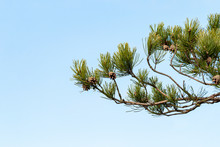 Fir Branch With Pine Cone With Blue Sky In The Background