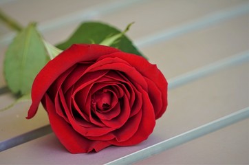 A single red rose laying on the metal table, Spring in GA USA.