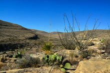 Agave, Yucca, Cacti And Desert Plants In A Mountain Valley Landscape In New Mexico,