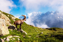 Beautiful Mountain Landscape With Mountain Goat In The French Alps Near The Lac Blanc Massif Against The Backdrop Of Mont Blanc.