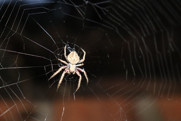 spider on web