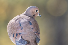 Profile Of A Mourning Dove Perched On A Branch