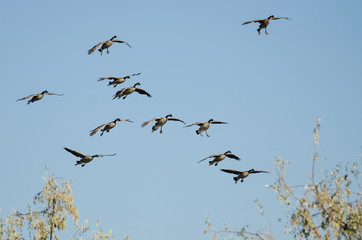 Poster - Flock of Canada Geese Coming in for Landing in a Blue Sky