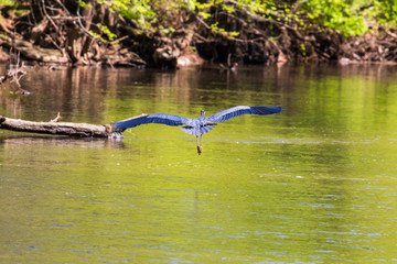 Wall Mural - heron in flight