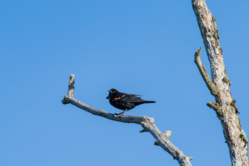 blackbird on a branch