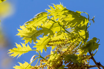 Poster - yellow leaves against blue sky