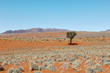 Einsamer Baum in den Sanddünen der ausgetrockneten Wüste Namib in Namibia