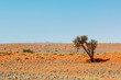 Einsamer Baum in den Sanddünen der ausgetrockneten Wüste Namib in Namibia
