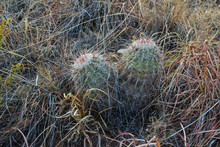 Cactus Echinocereus Coccineus And Other Desert Plants In The Mountains Landscape In New Mexico, USA