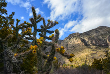 Cacti Tree Cholla (Cylindropuntia Imbricata) Against The Blue Sky In A Mountain Landscape In New Mexico, USA