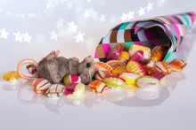 Mouse Lying On Its Back After Having Eaten Too Many Sweets