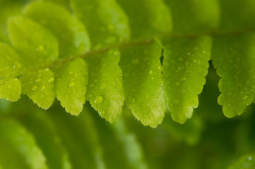 Nephrolepis fern