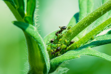 Ants taking care of greenfly that feed on a plant. In return ants feed on aphids sweet excertion.