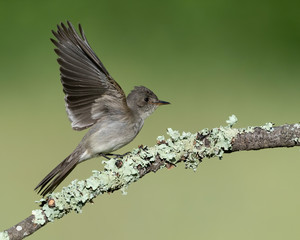 Western Wood-Pewee (Contopus sordidulus), Rancho Cañada del Oro Open Space Preserve, Santa Clara County, California, USA