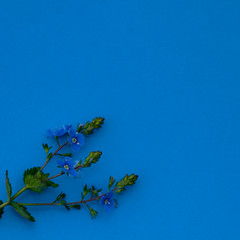 Wall Mural - close-up of blue field flowers on a blue-green background. place for text