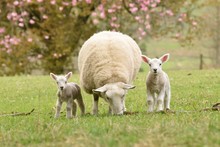 Baby Speing Lamb With Sheep Photo