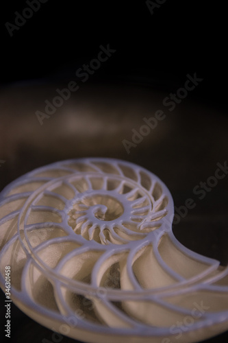 Fotografía detalle concha espiral caracola