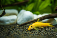 Yellow Chinese Algaey Eater - Gyrinocheilus In Aquariun