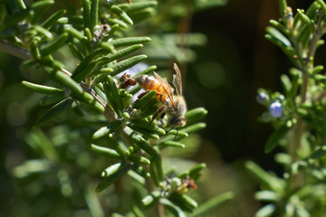 Honey Bee flying and eating on Lavender Plant