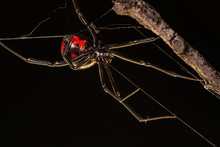 Black Widow Over Spiderweb