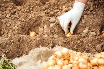 planting onions. the farmer in the hands of the bulb, landing in the ground. Instructions step by step planting vegetables on the beds