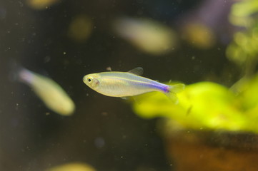 Canvas Print - Boehlkea fredcochui tropical fish in aquarium