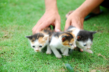 Asian male hands holding cute domestic kittens learning to walk on green grass