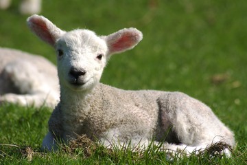 Wall Mural - lamb baby