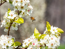Honey Bee In Flight With Pear Blossom