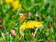 honey bee covered in pollen of dandelion in flight