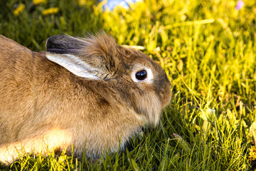 rabbit in the grass