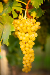 ripe white grape n vineyard in autumn just before harvest