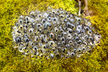 Poster - Frog eggs from a vernal pool in Somers, Connecticut.