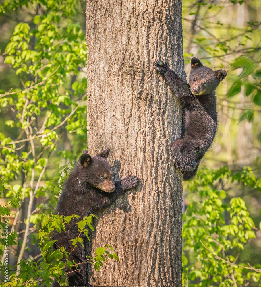 Tree Tif Pair of three month old black bear cubs climbing tree.tif Stock Photo ...